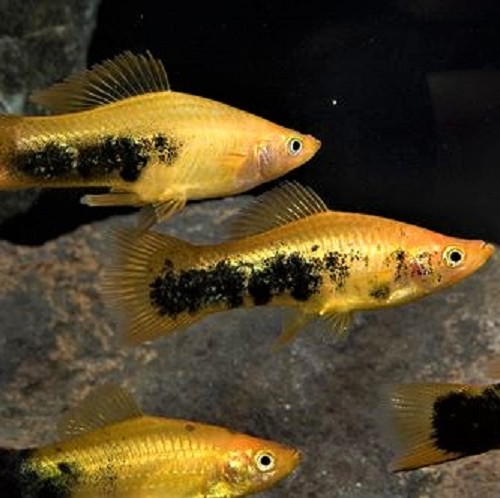 Xiphorus helleri yellow tuxedo - Streifenschwertträger tuxedo gelb ML